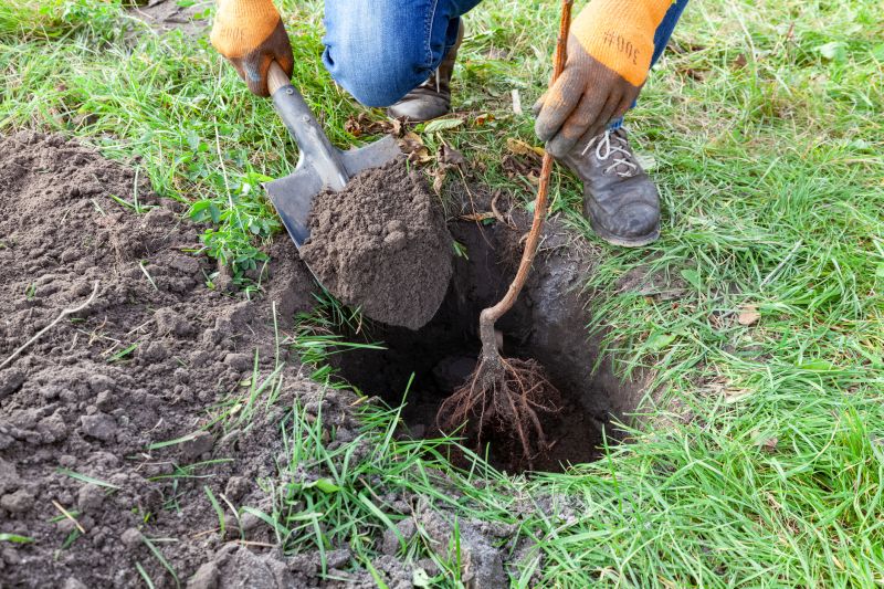 Cherry Tree Planting in Honolulu, HI